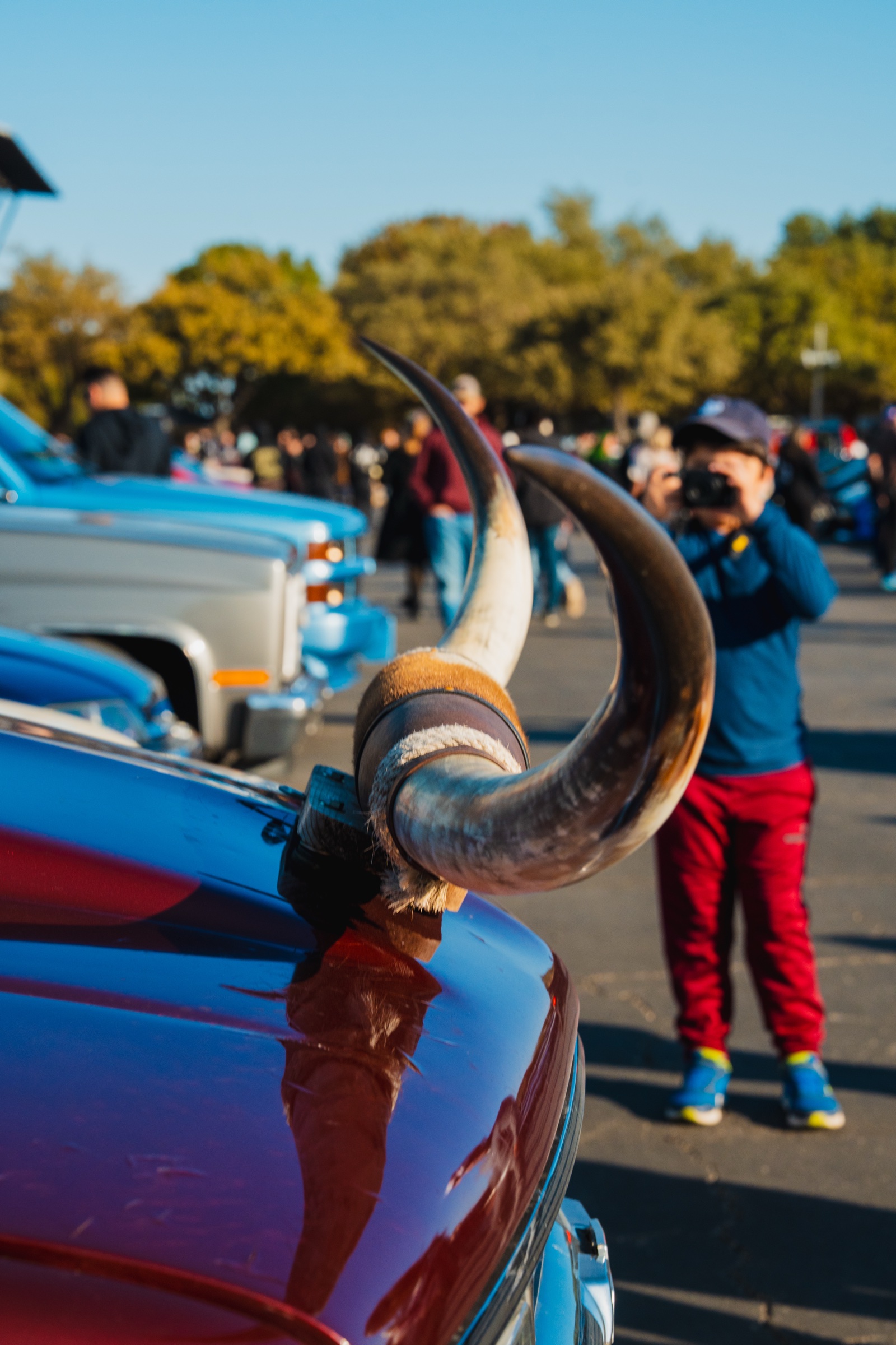 Texas longhorn with photographer